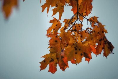 laubblätter im herbst