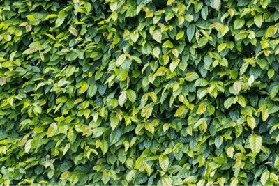 eine böühende hecke