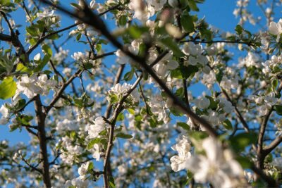 blüten von obstbäumen