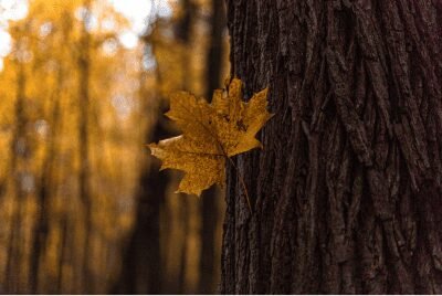 ein ahornblatt im herbst, es fäällt gerade auf den boden